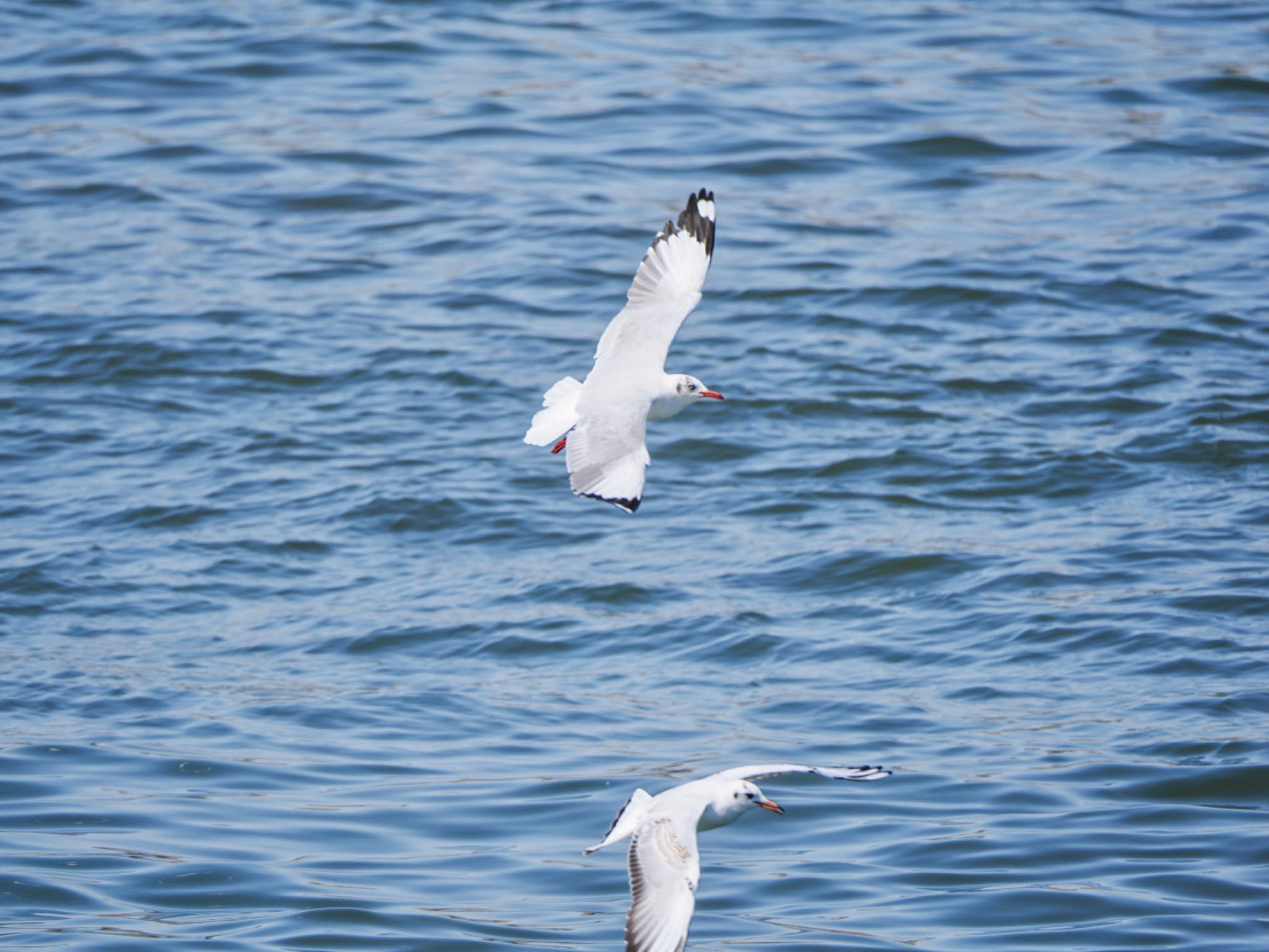 Brown-headed Gull