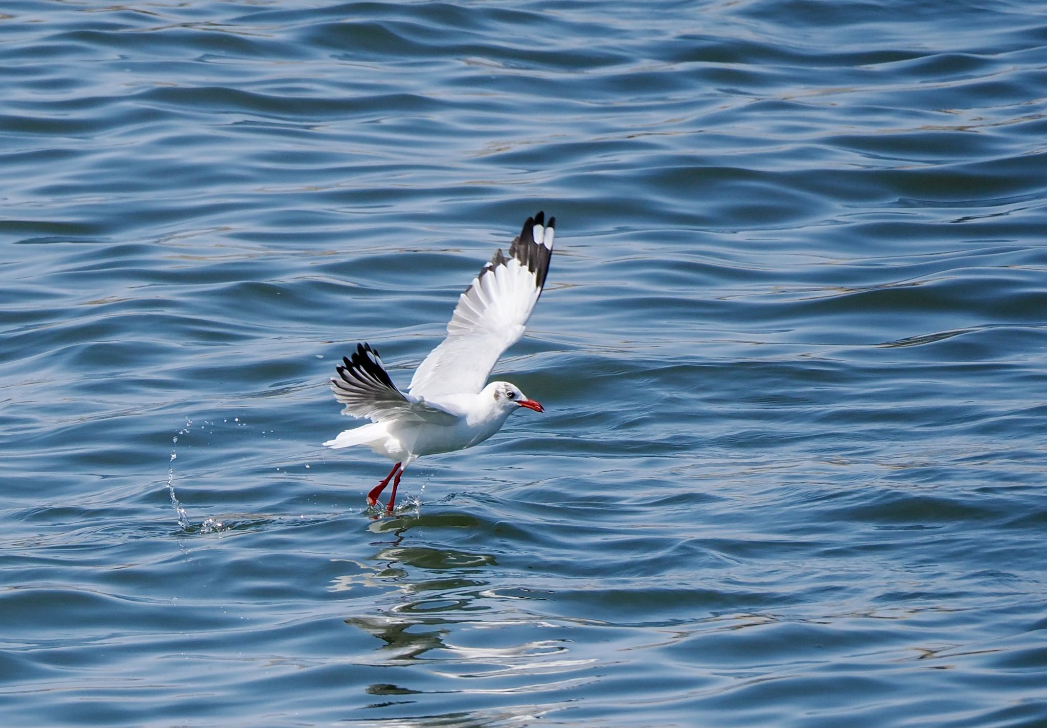 チャガシラカモメ成鳥冬羽　冬はパキスタンからベトナムにかけての海岸線にいるはずなのに…。 by クロやん