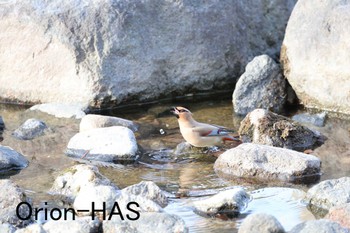 Japanese Waxwing 東京都多摩地域 Sat, 3/11/2023