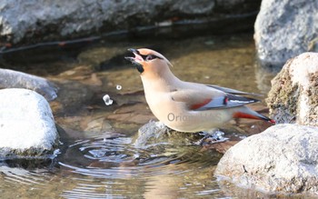 Japanese Waxwing 東京都多摩地域 Sat, 3/11/2023