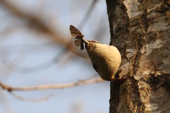 シロハラゴジュウカラ 北海道 函館市 見晴公園 2018年5月7日(月)