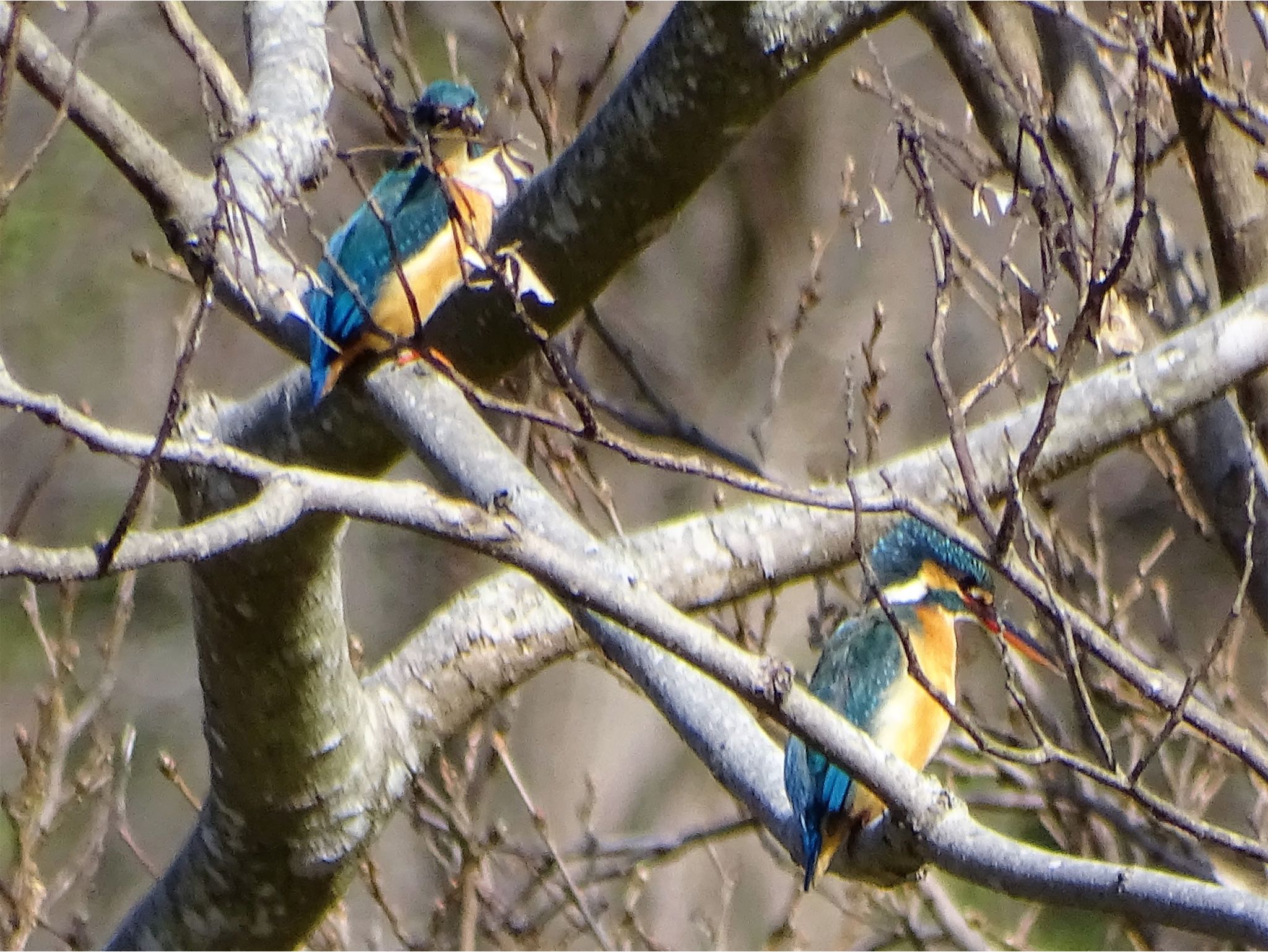 舞岡公園 カワセミの写真