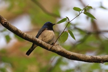 オオルリ 北海道 函館市 見晴公園 2018年5月7日(月)