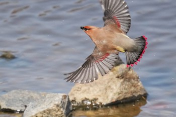 Japanese Waxwing 大室公園 Sat, 3/11/2023