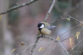 Great Tit Venusberg Sat, 3/11/2023