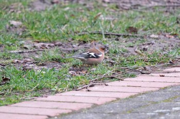 Eurasian Chaffinch Venusberg Sat, 3/11/2023