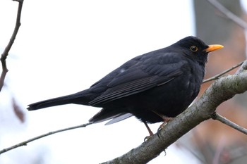 Chinese Blackbird Venusberg Sat, 3/11/2023