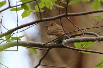 オオルリ 北海道 函館市 見晴公園 2018年5月7日(月)