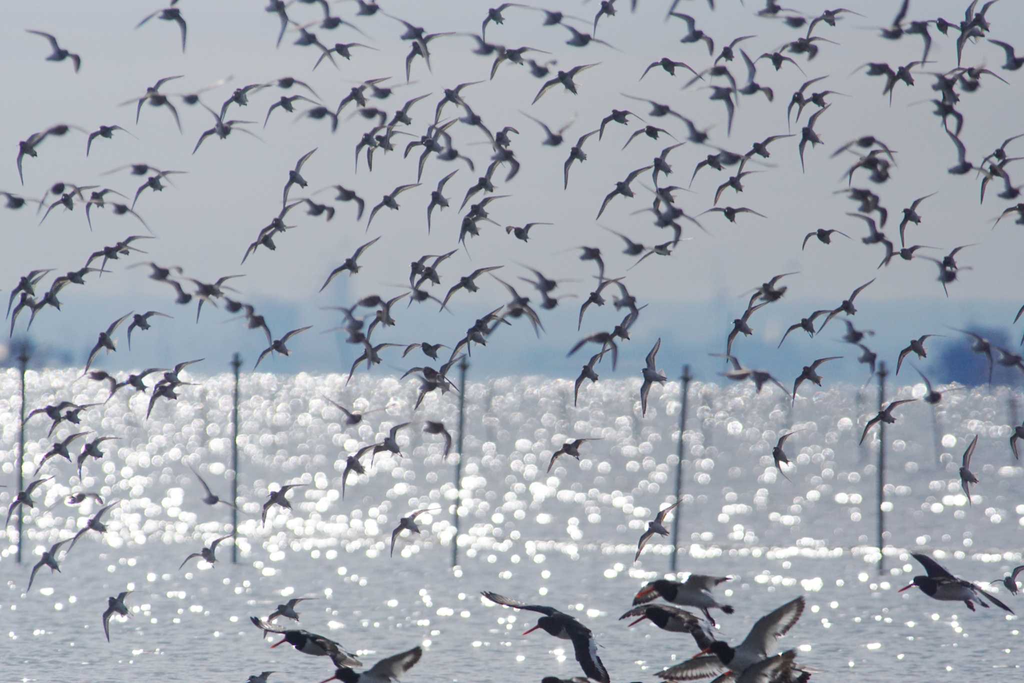 ふなばし三番瀬海浜公園 ミヤコドリの写真