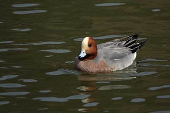 Eurasian Wigeon 三島池(滋賀県米原市) Thu, 3/9/2023