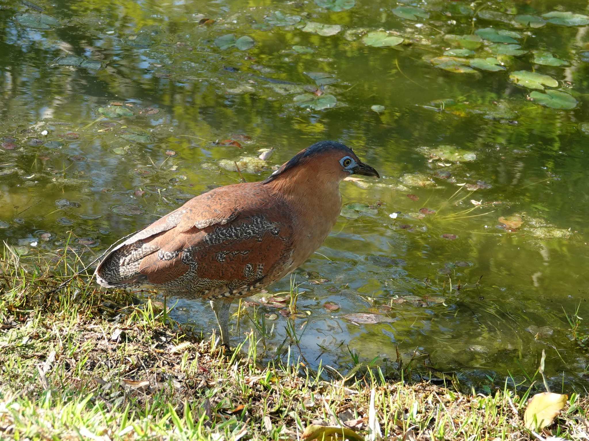 大安森林公園 ズグロミゾゴイの写真 by ぴろり