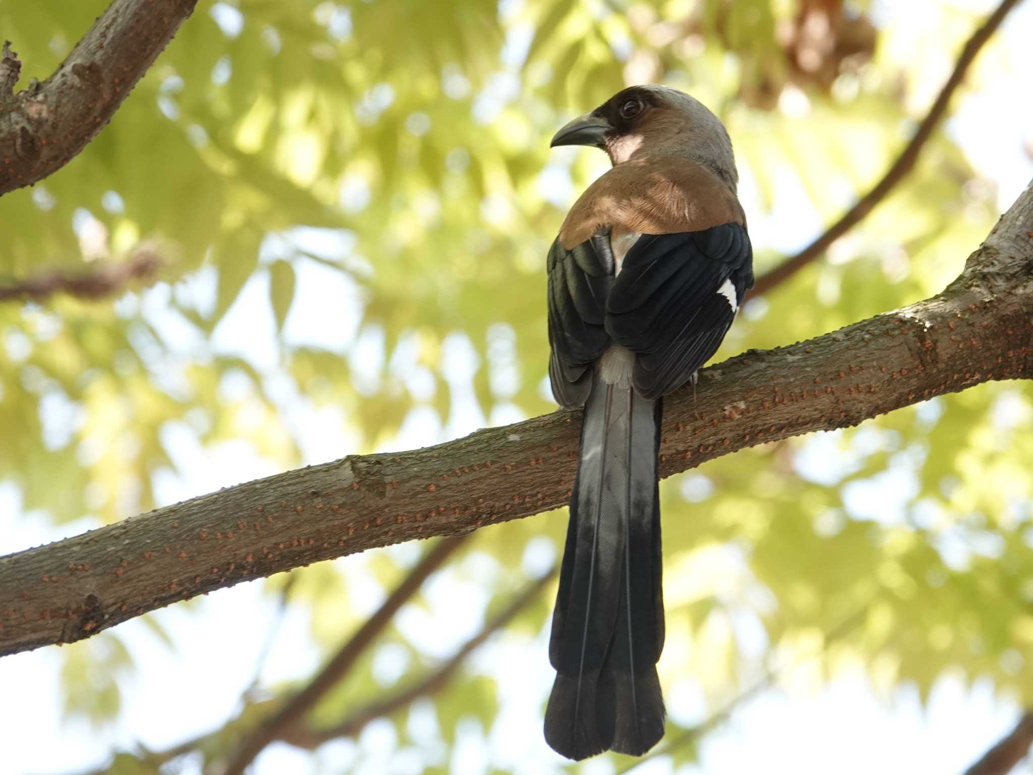 Grey Treepie