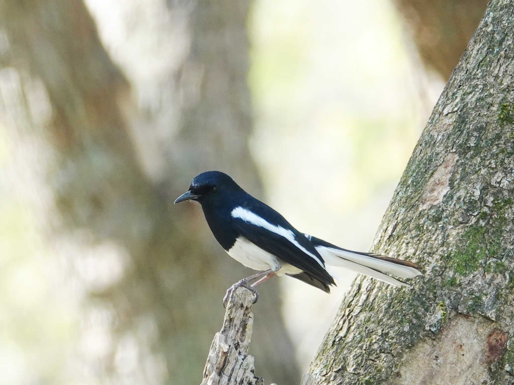 Oriental Magpie-Robin