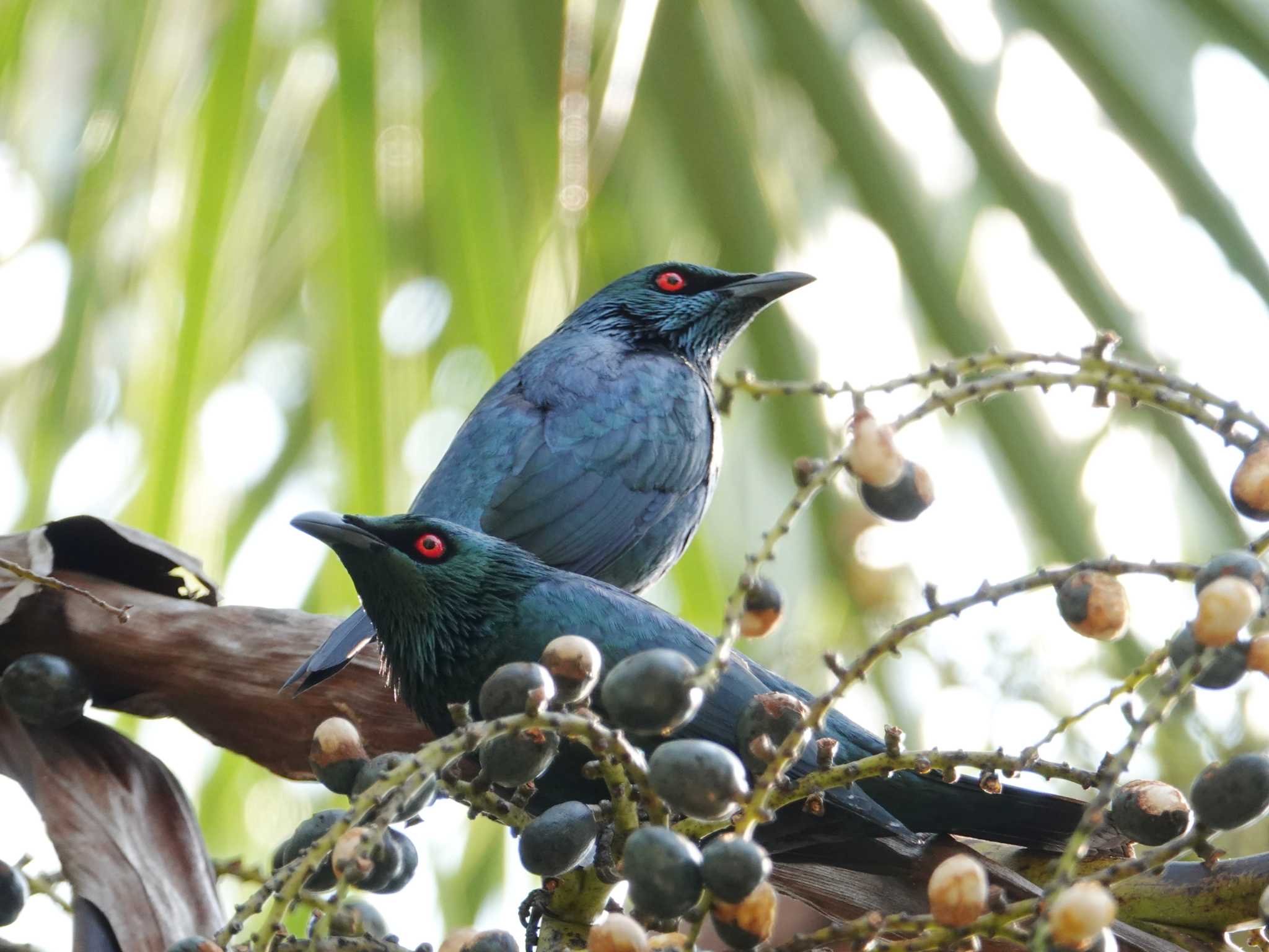 Asian Glossy Starling