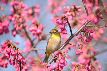 Warbling White-eye 久宝寺緑地公園 Sat, 3/11/2023