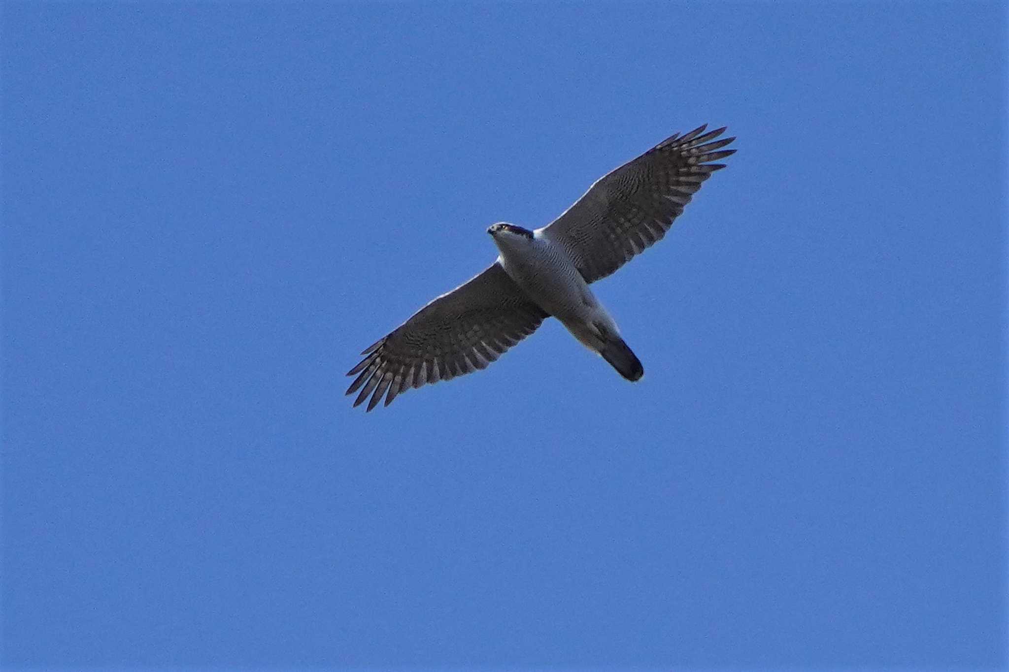 Photo of Eurasian Goshawk at Showa Kinen Park by アカウント4133