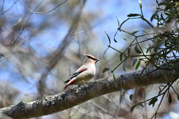 2023年3月11日(土) 山中湖の野鳥観察記録