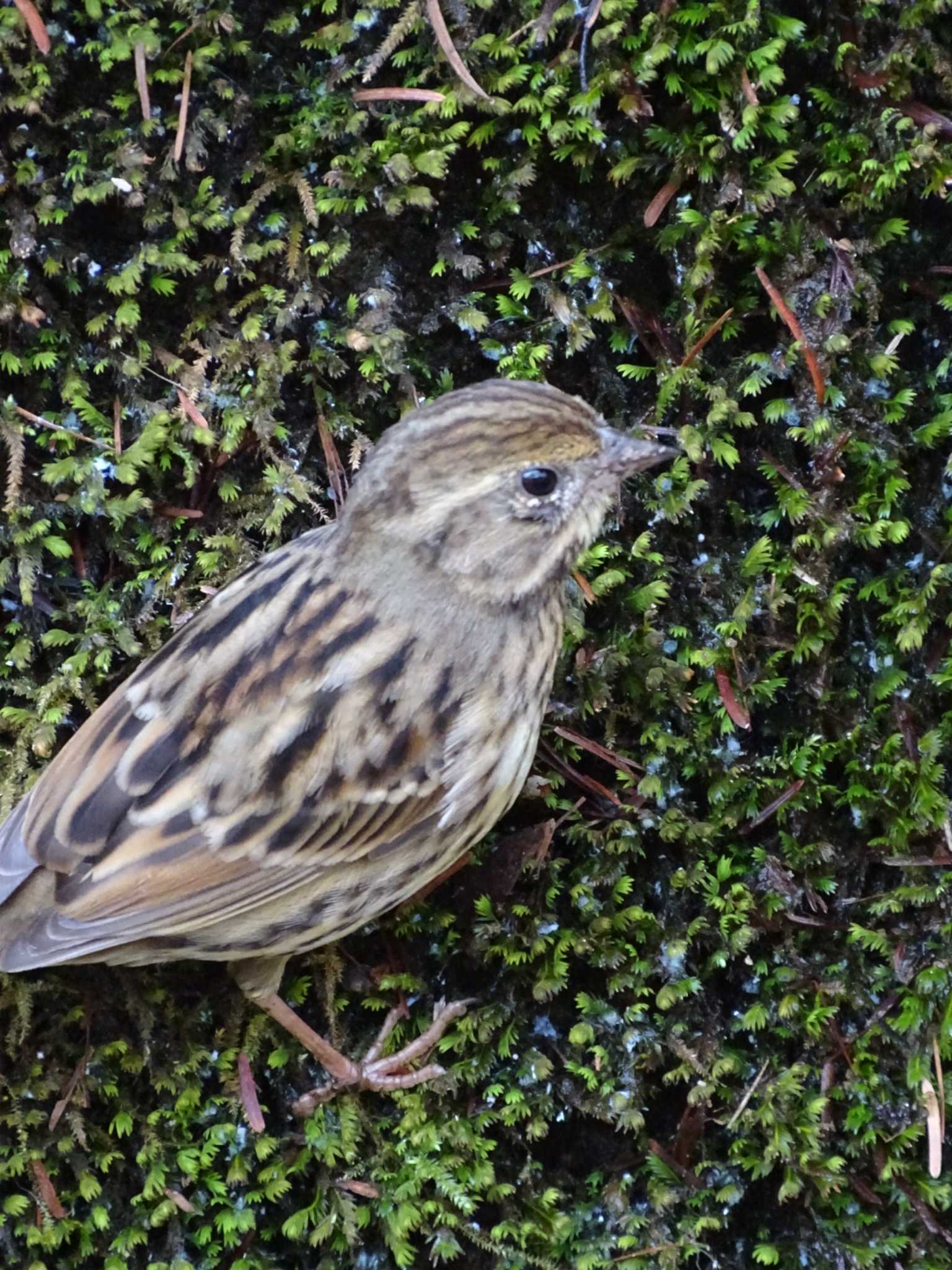 Photo of Masked Bunting at 生田緑地 by poppo