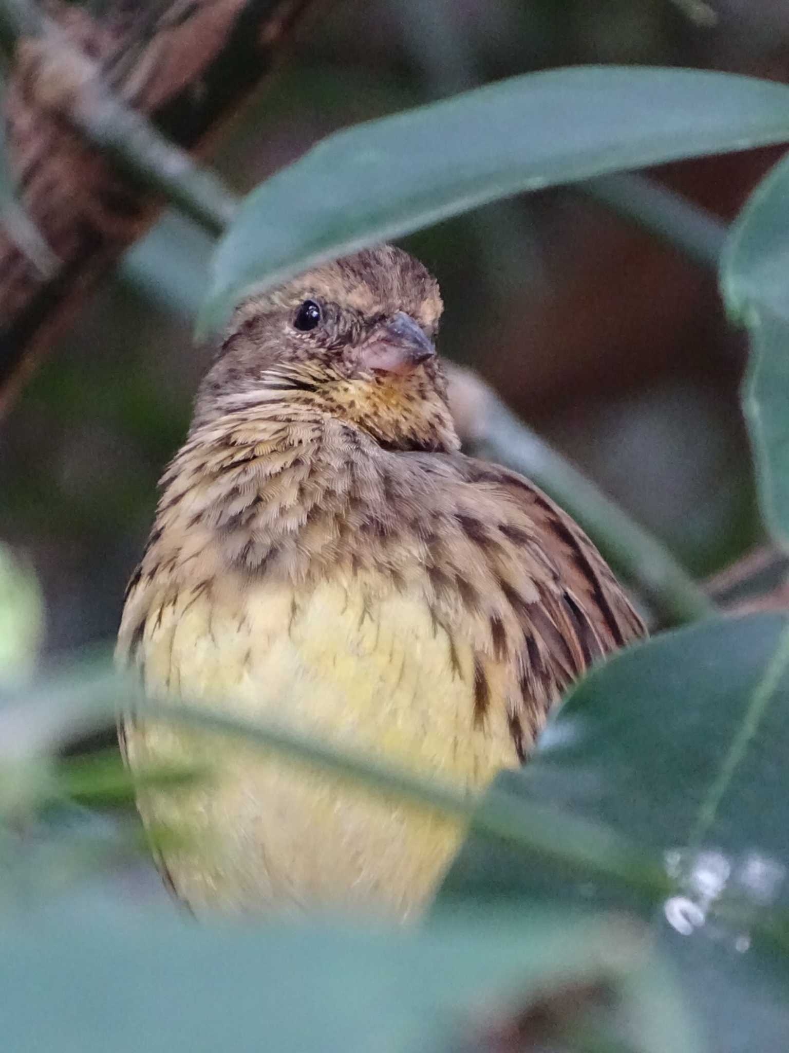 Masked Bunting