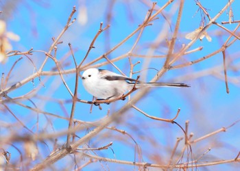 シマエナガ 北海道 2023年3月4日(土)