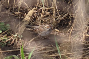 2023年3月11日(土) 秋ヶ瀬公園の野鳥観察記録