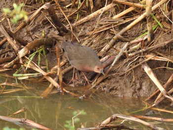 2023年3月12日(日) 秋ヶ瀬公園の野鳥観察記録