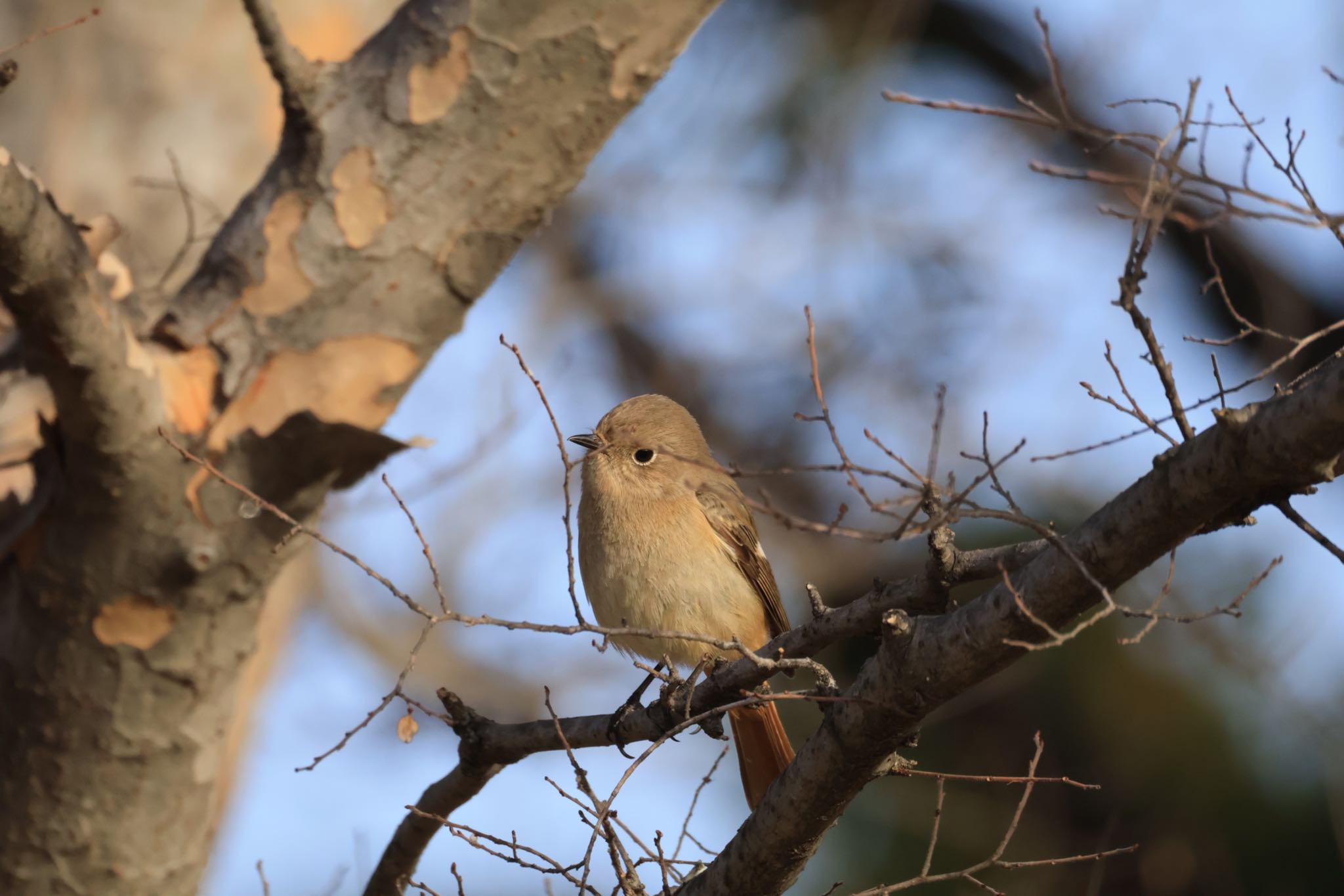 Photo of Daurian Redstart at 甲子園浜(兵庫県西宮市) by yossan1969