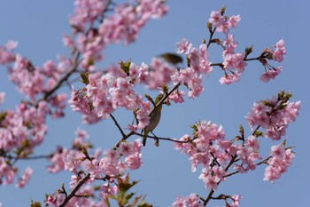 Warbling White-eye Forest Park of Mie Prefecture Sat, 3/11/2023