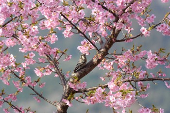 Japanese Pygmy Woodpecker Forest Park of Mie Prefecture Sat, 3/11/2023