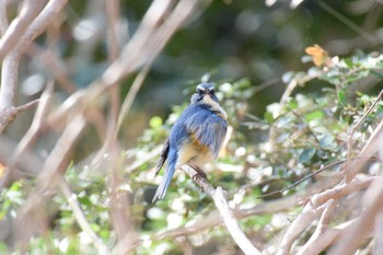 Red-flanked Bluetail Forest Park of Mie Prefecture Sat, 3/11/2023