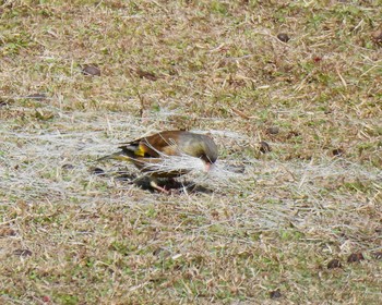 Grey-capped Greenfinch Nara Park Sat, 3/11/2023