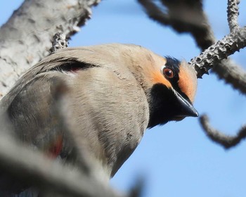 Japanese Waxwing 奈良市水上池 Sat, 3/11/2023