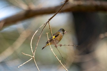 カワラヒワ 京都府立植物園 2023年3月12日(日)