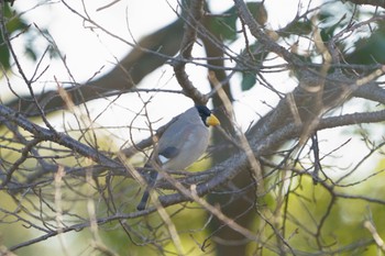 Japanese Grosbeak 民家の庭先でびっくり Tue, 3/7/2023