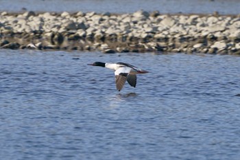 Common Merganser Unknown Spots Mon, 3/6/2023