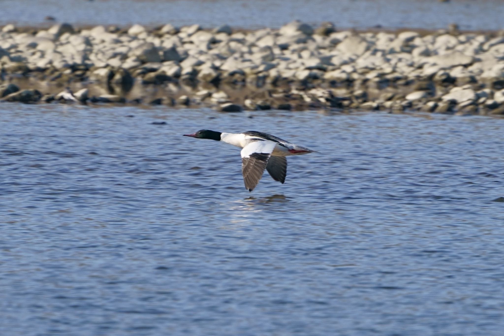 Photo of Common Merganser at  by アカウント5227