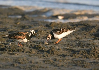 キョウジョシギ ふなばし三番瀬海浜公園 2018年5月5日(土)