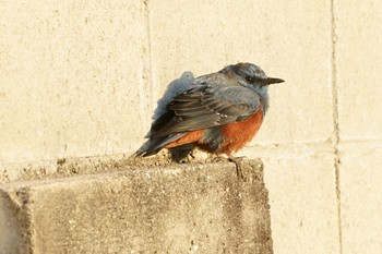 Blue Rock Thrush Unknown Spots Mon, 3/6/2023