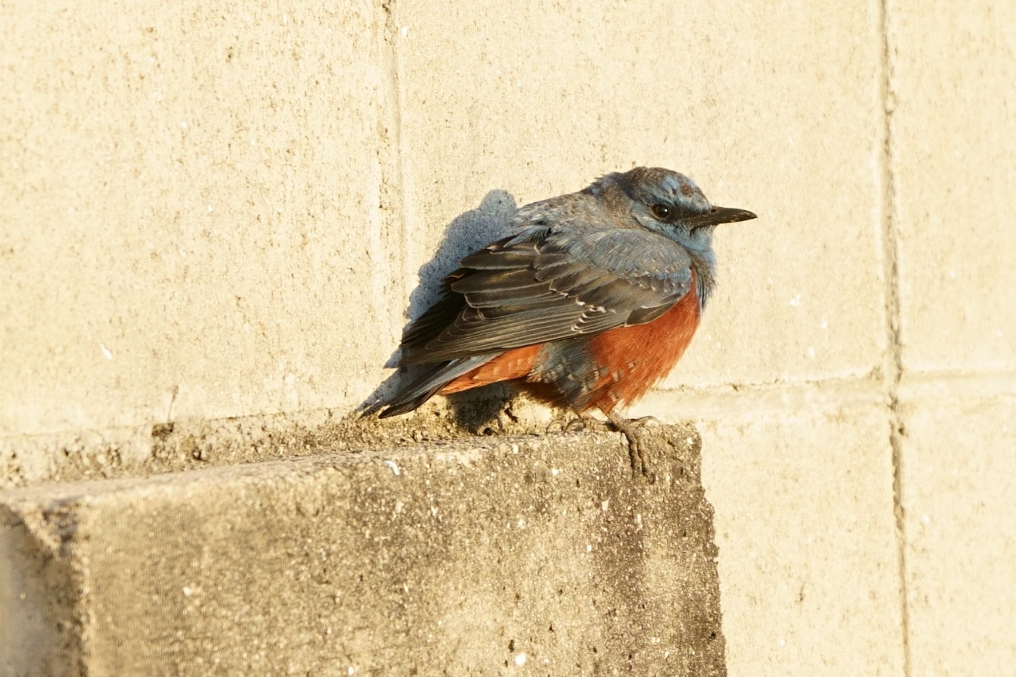 Photo of Blue Rock Thrush at  by アカウント5227