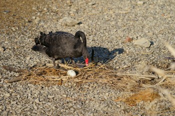 Black Swan Unknown Spots Tue, 3/7/2023