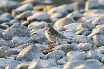 Water Pipit Unknown Spots Tue, 3/7/2023
