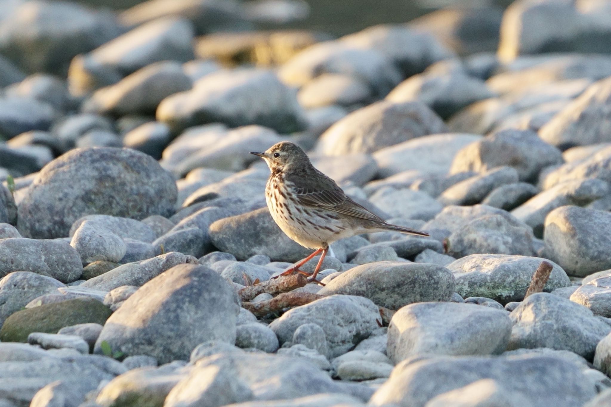 Photo of Water Pipit at  by アカウント5227