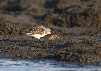 ミユビシギ ふなばし三番瀬海浜公園 2018年5月5日(土)