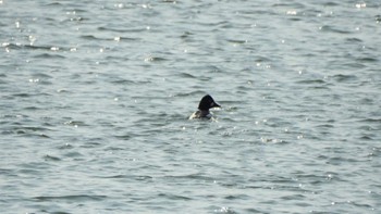 Common Goldeneye 下田サーモンパーク(青森県おいらせ町) Wed, 3/8/2023