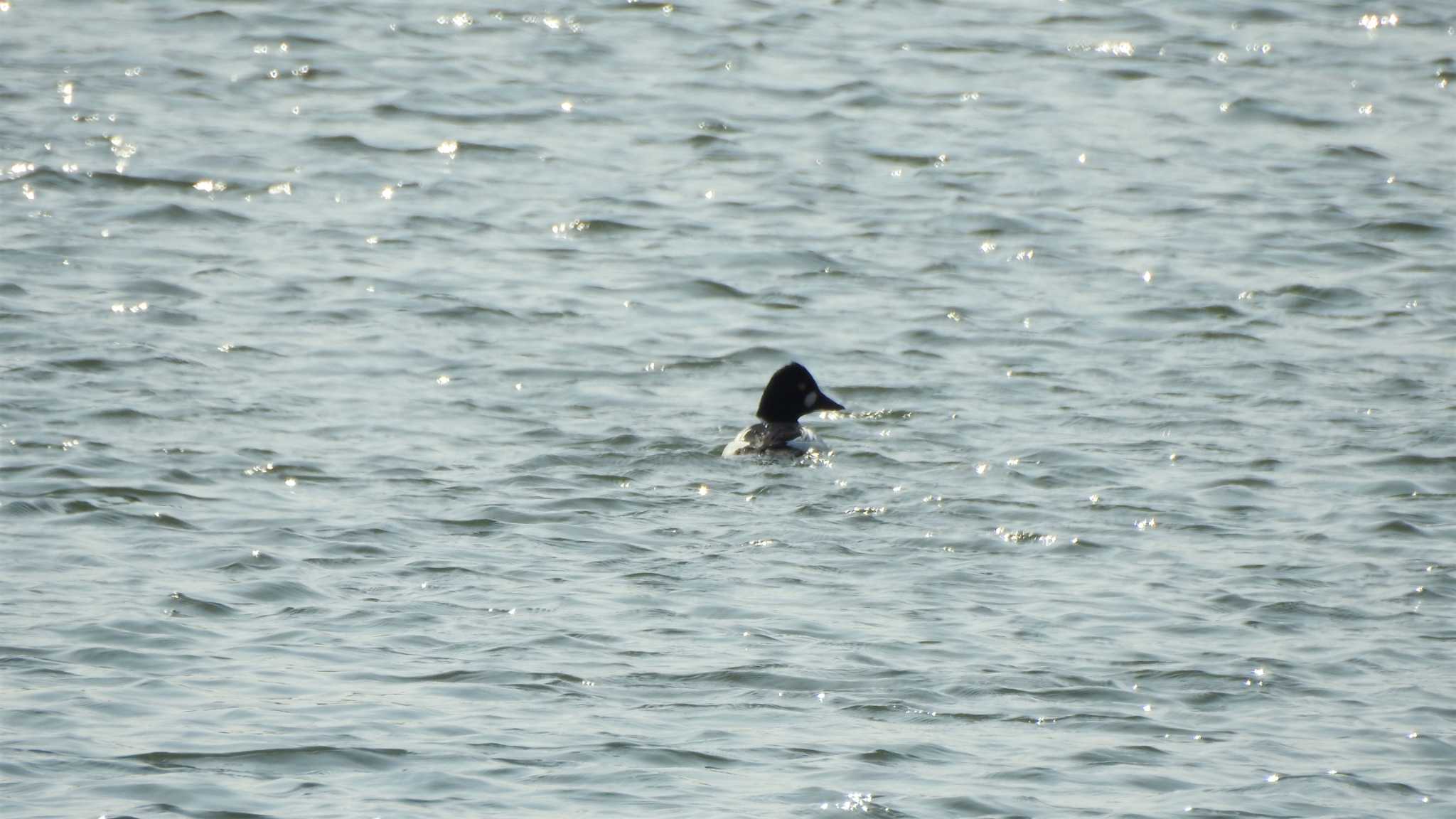 Common Goldeneye