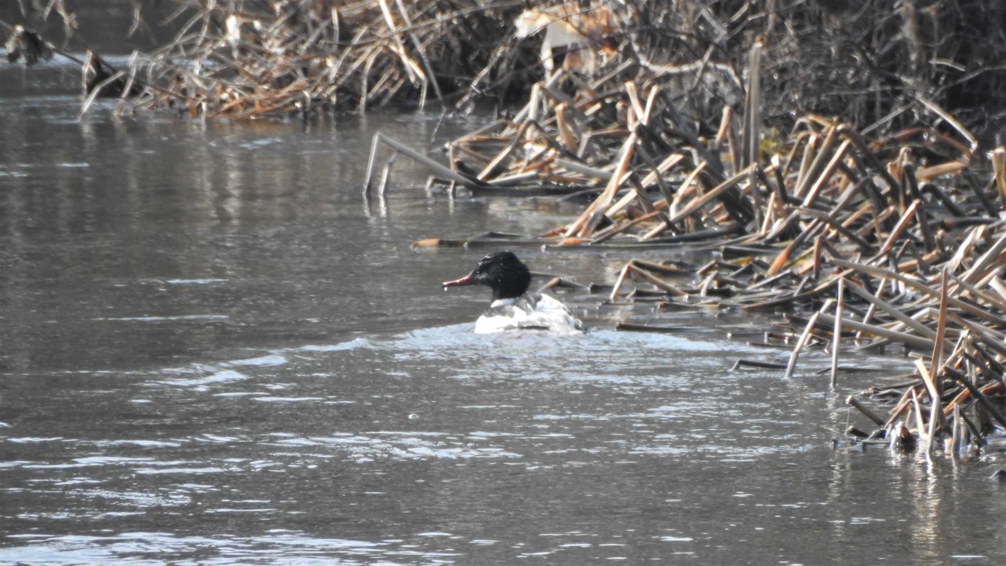 Photo of Common Merganser at 下田サーモンパーク(青森県おいらせ町) by 緑の風