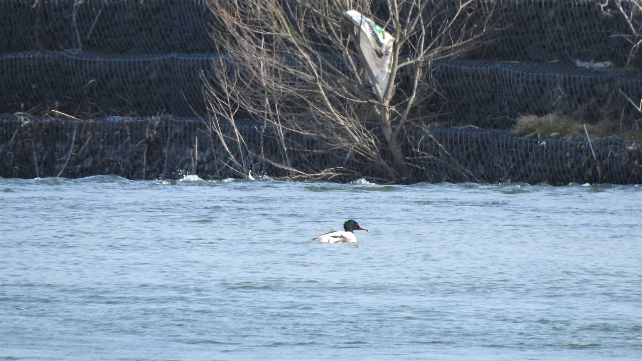 Common Merganser