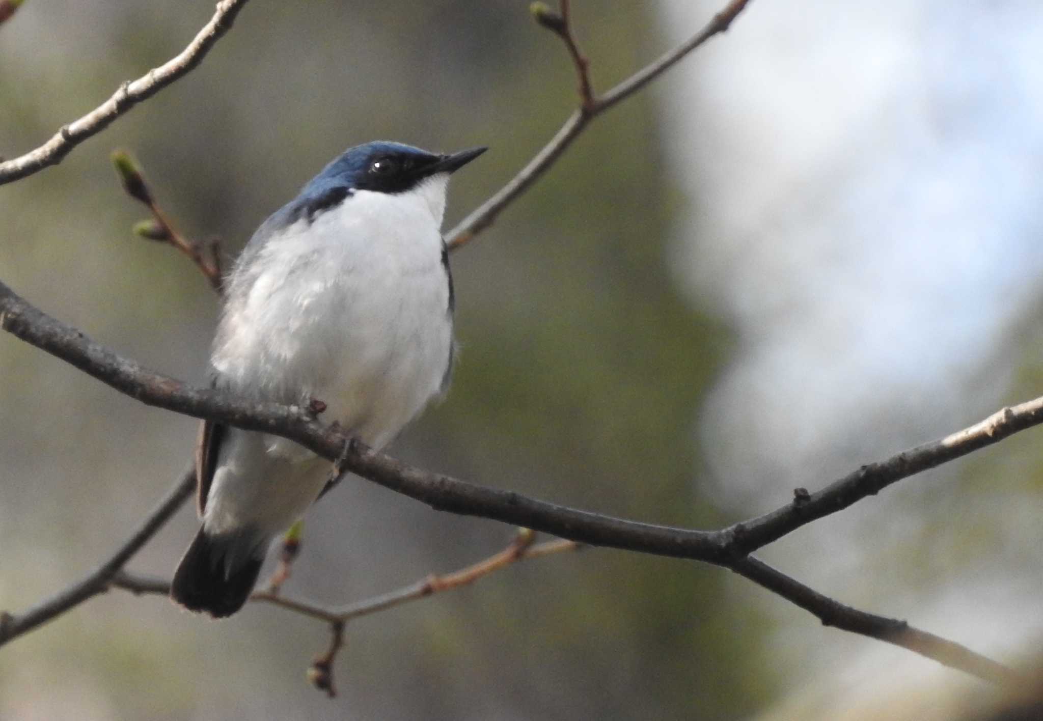 Photo of Siberian Blue Robin at Togakushi Forest Botanical Garden by 結城