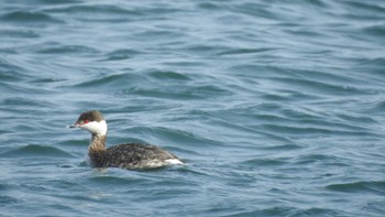 2023年3月8日(水) 百石漁港(青森県おいらせ町)の野鳥観察記録