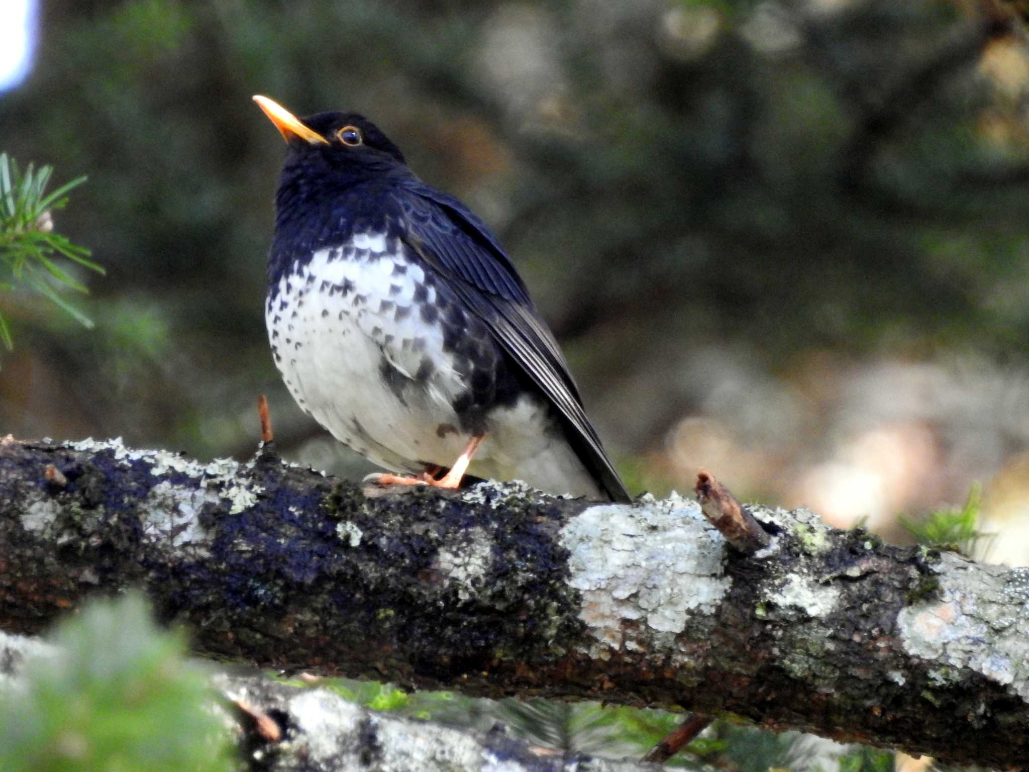 Photo of Japanese Thrush at Togakushi Forest Botanical Garden by 結城